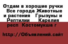 Отдам в хорошие ручки - Все города Животные и растения » Грызуны и Рептилии   . Карелия респ.,Костомукша г.